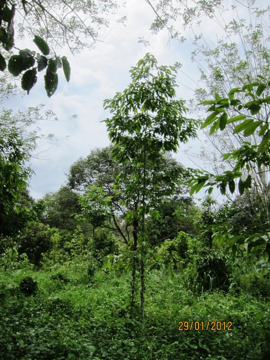 3 yrs kapur Paji.JPG